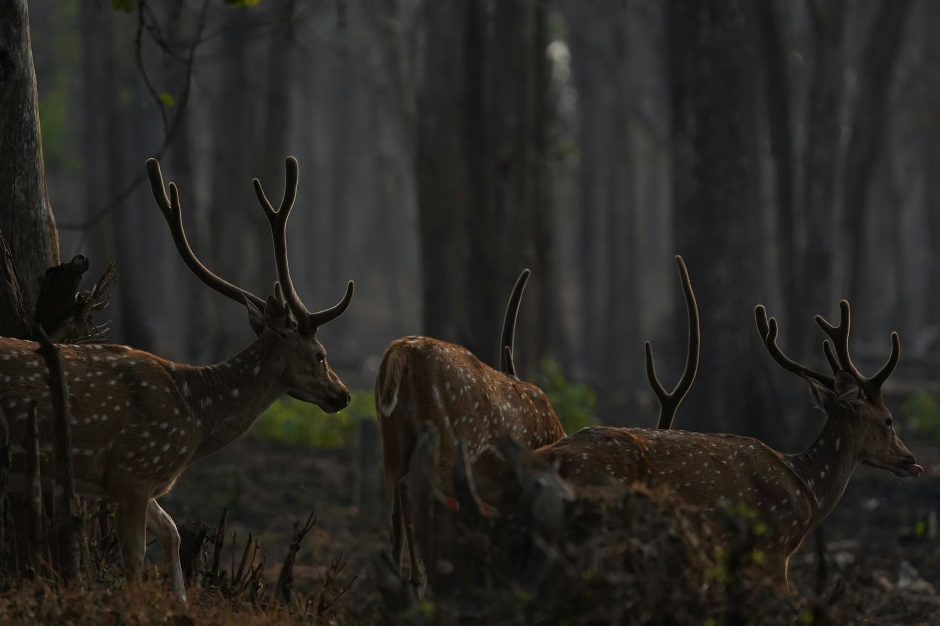 Axis deer (chital) with spotted coats and velvet antlers walking quietly through a dim, dense forest.