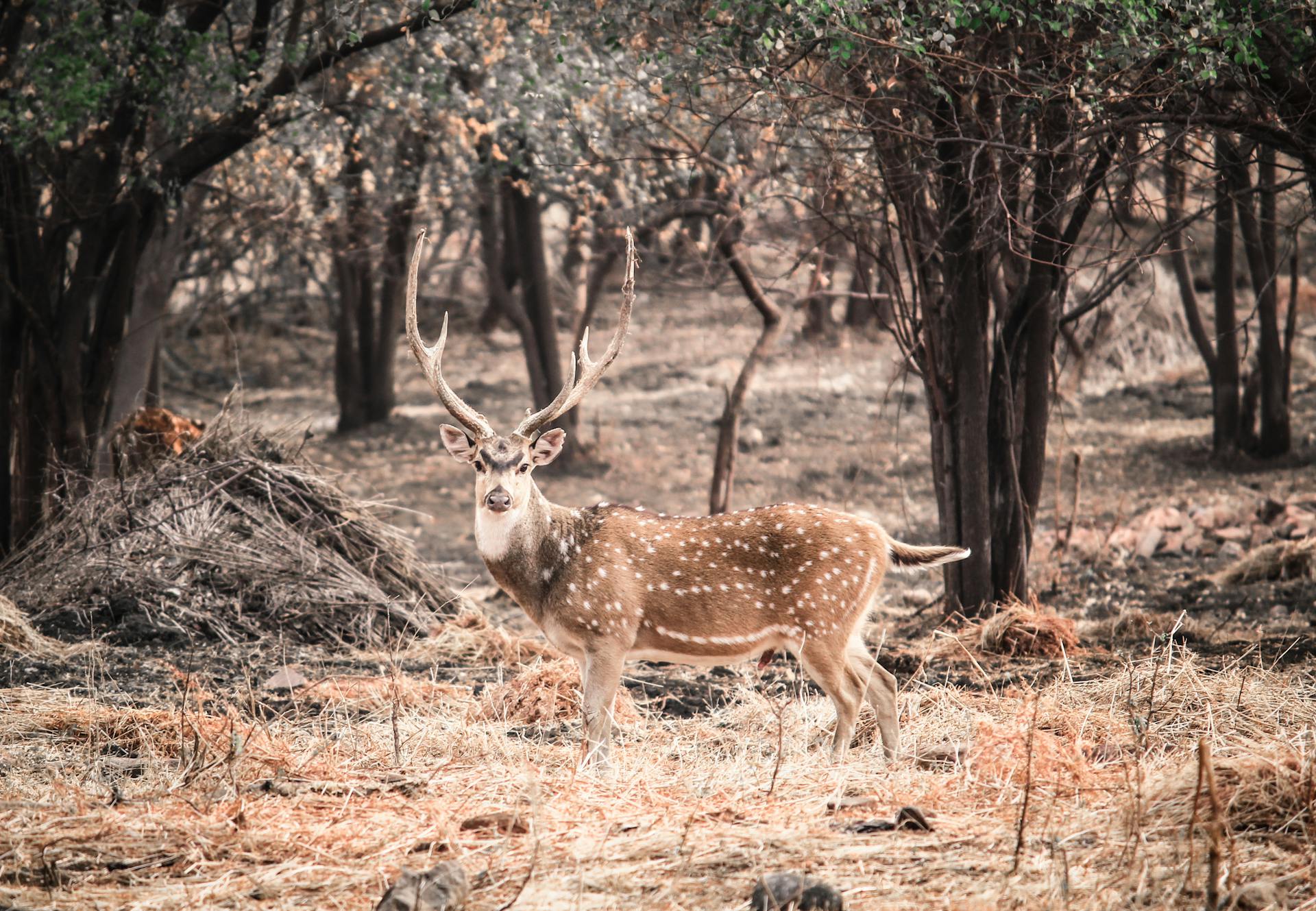 Axis Deer a deer standing in a forest