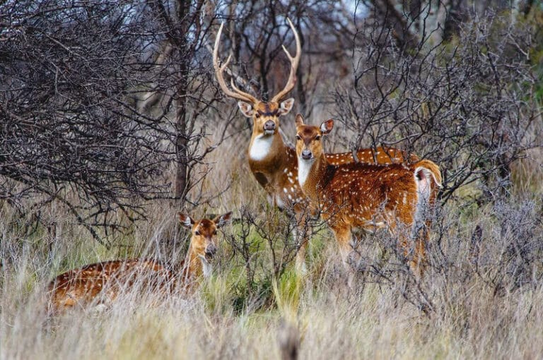 Axis Deer Chital Facts Antlers Range Hunting Axis Deer Chital Facts Antlers Range Hunting