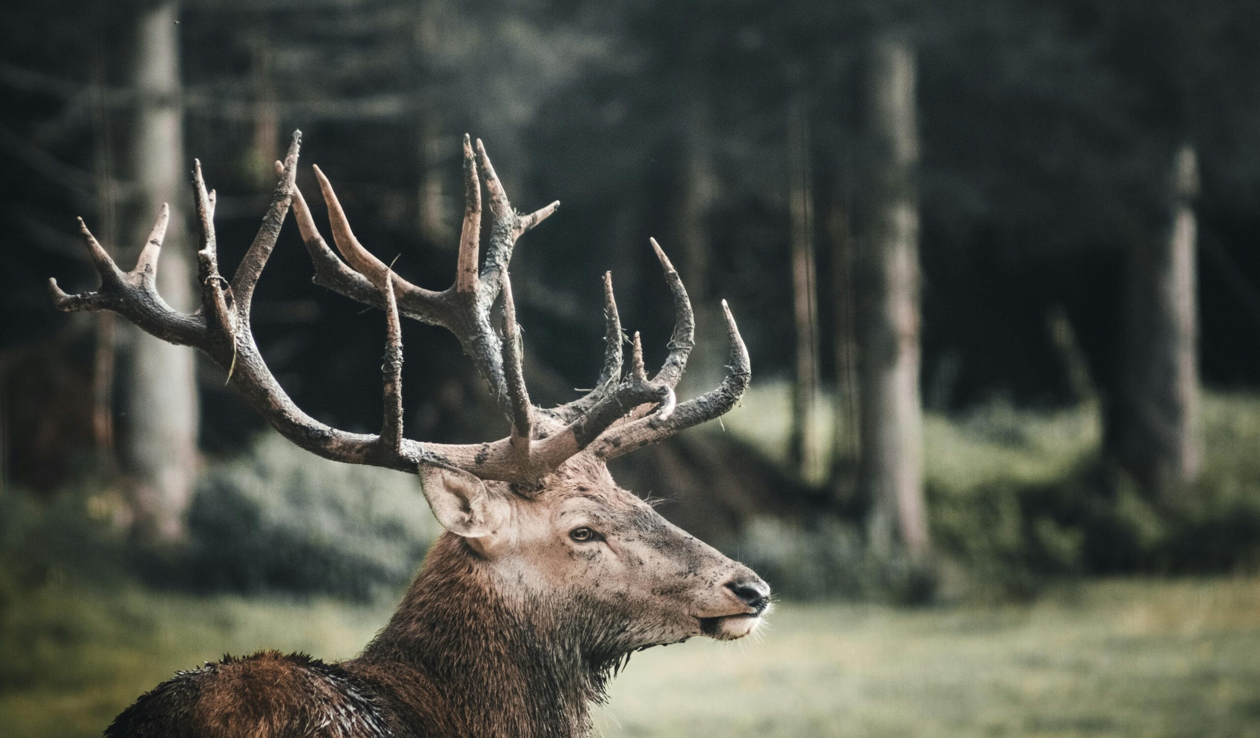 a elk with antlers in the woods
