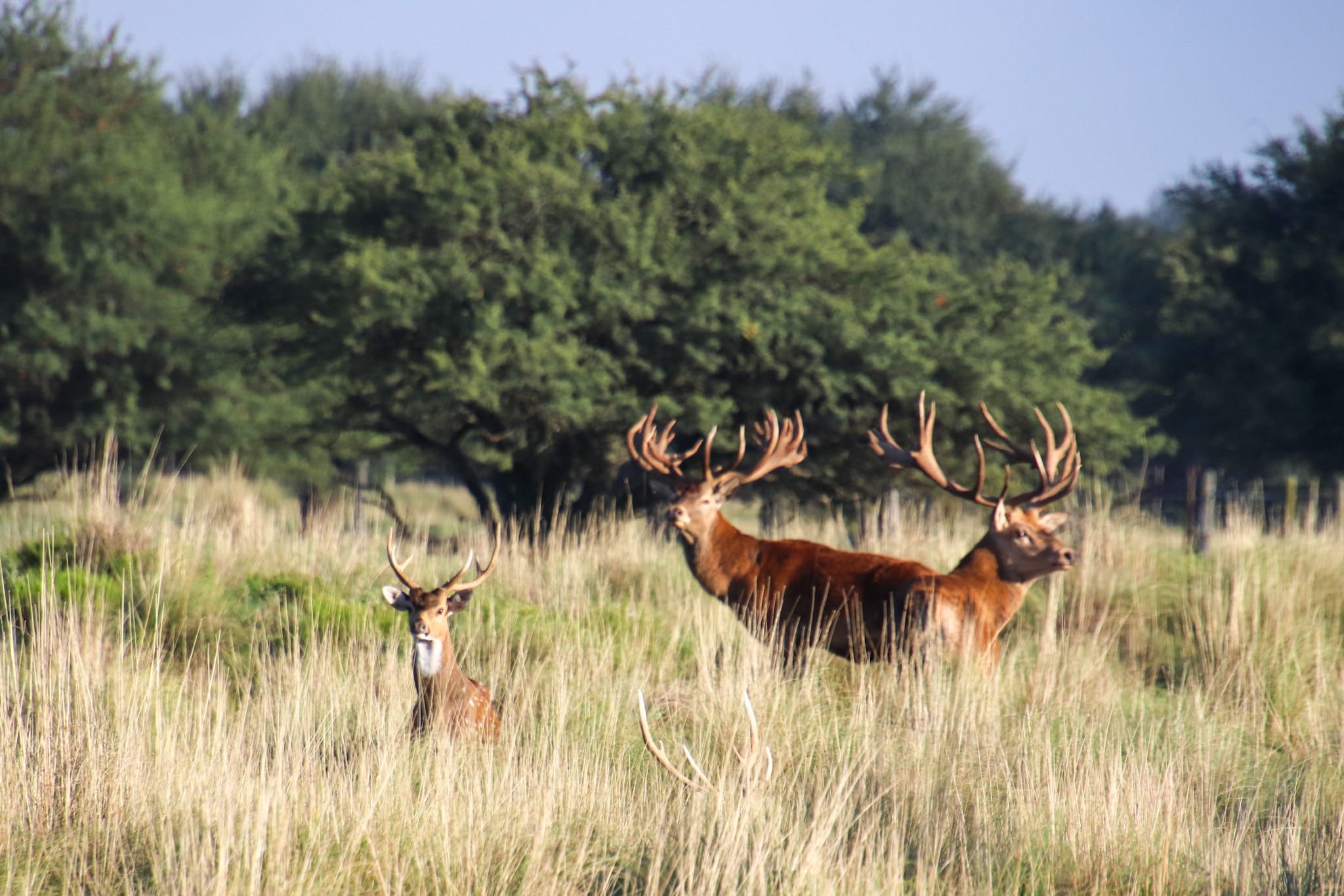 a group of red stag deer in tall grass
