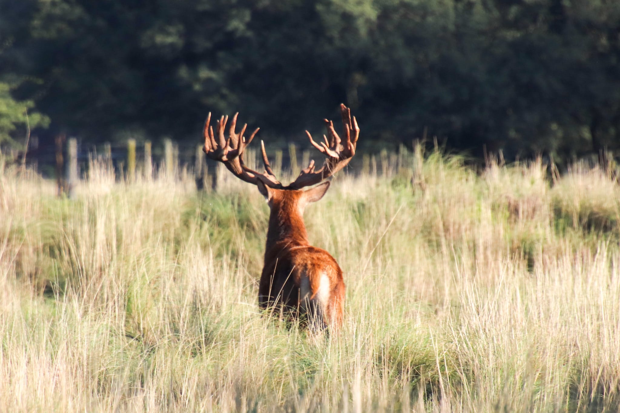 a red stag deer with antlers in tall grass