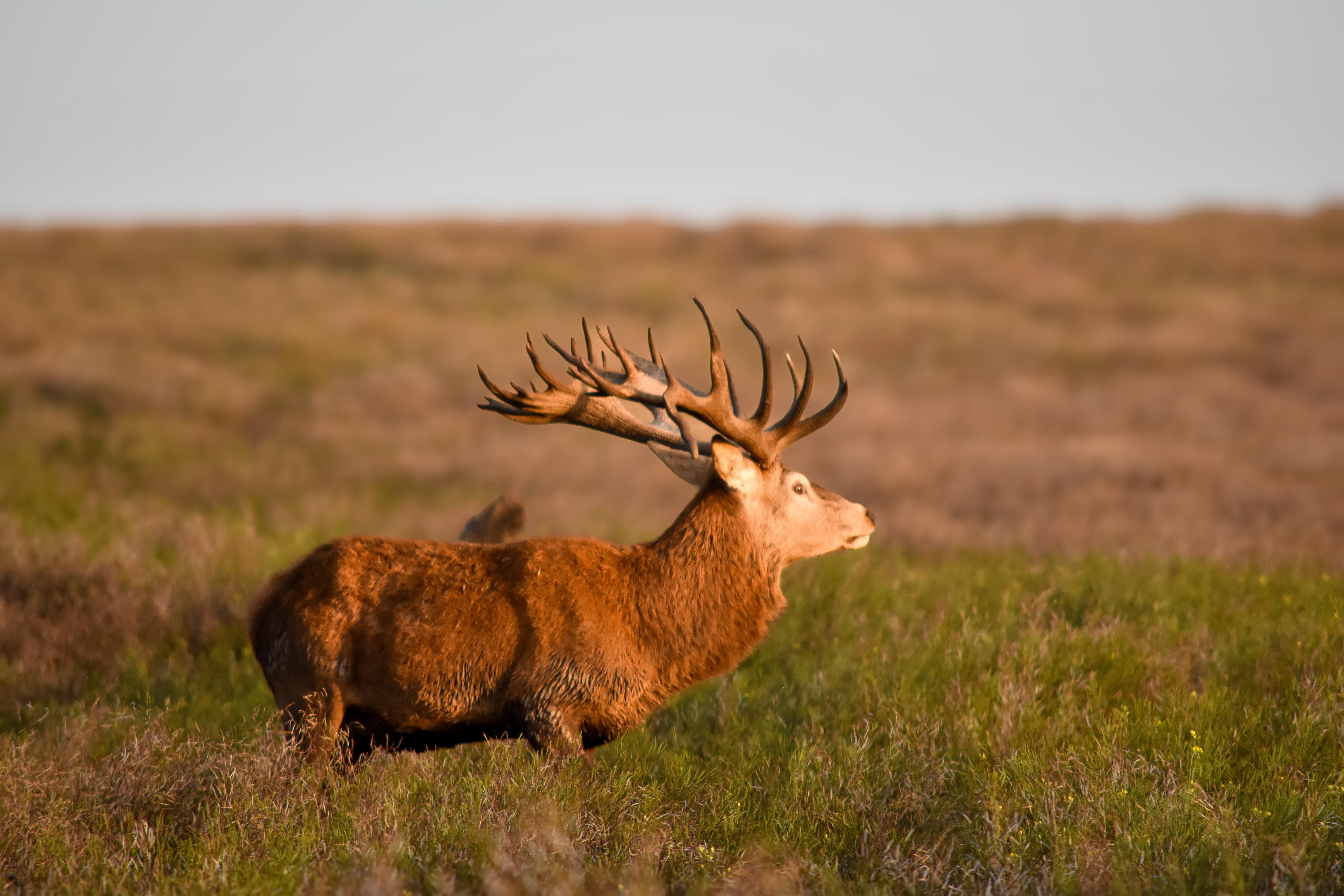 a red stag deer with antlers in a field