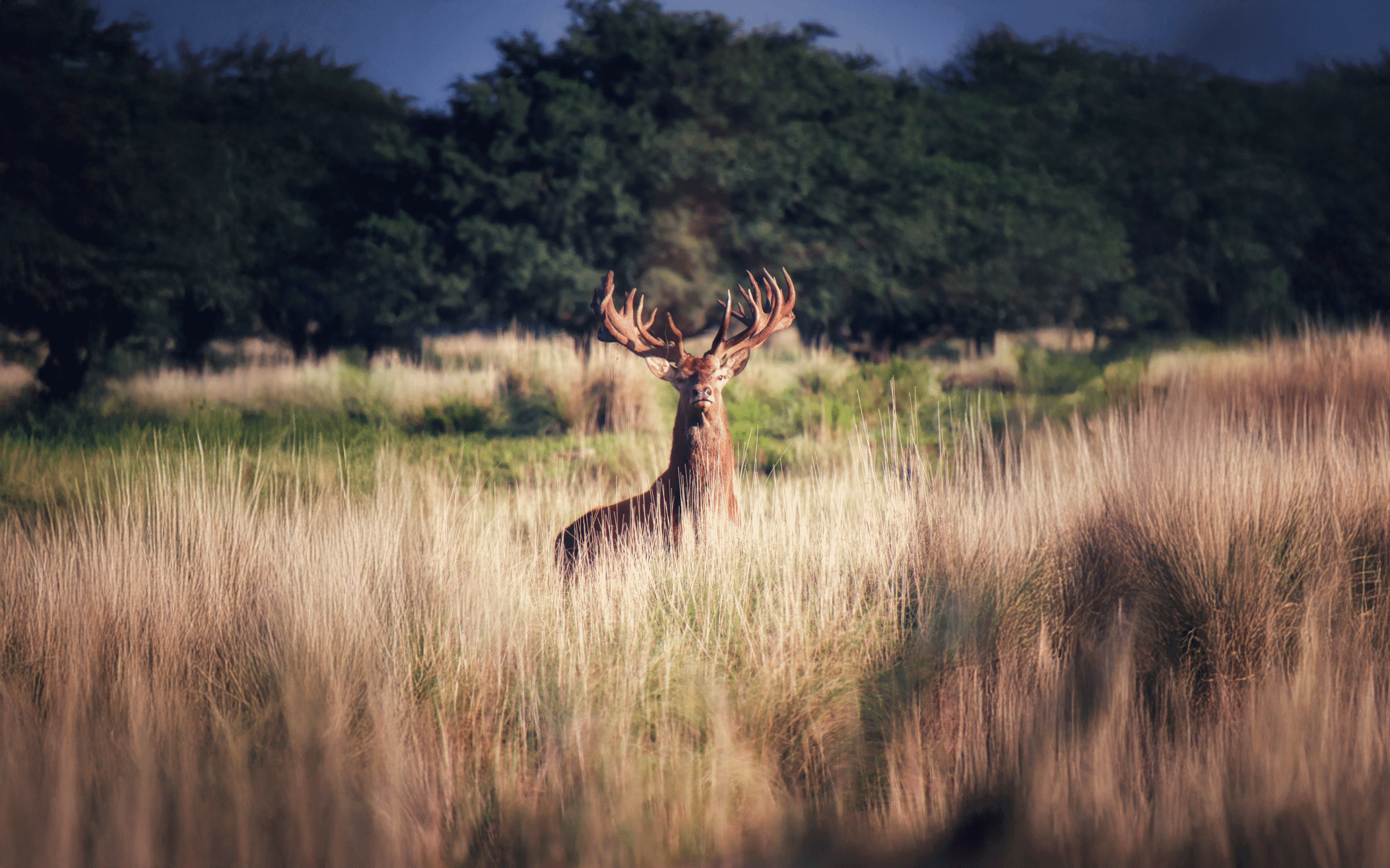 red stag deer in tall grass