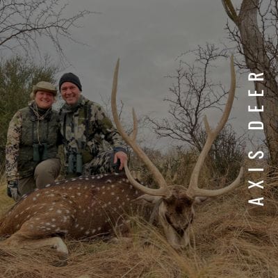 Axis Deer hunting available
