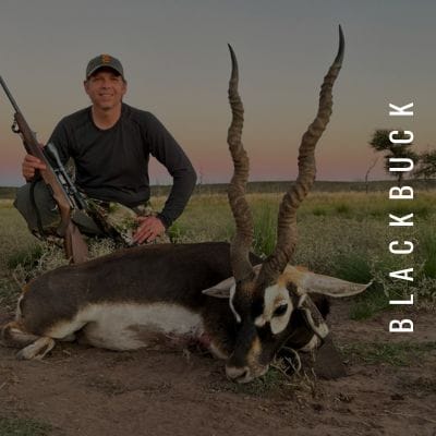 Blackbuck hunting available