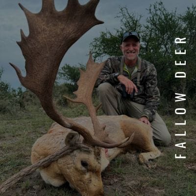 Fallow Deer hunting available