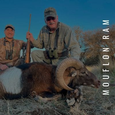 Mouflon Ram hunting available