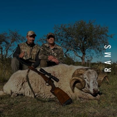 Rams hunting available