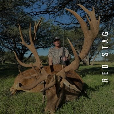 Red Stag hunting available