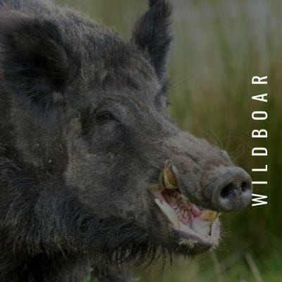 Wild Boar hunting available